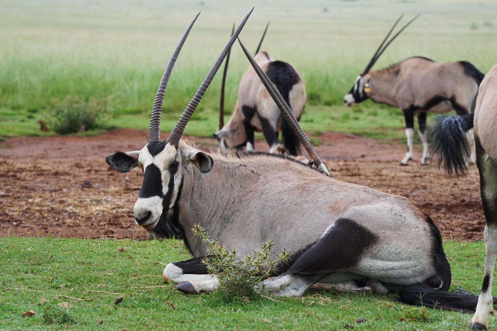a gemsbok lying down, a beige, black and white antelope with long pointy horns