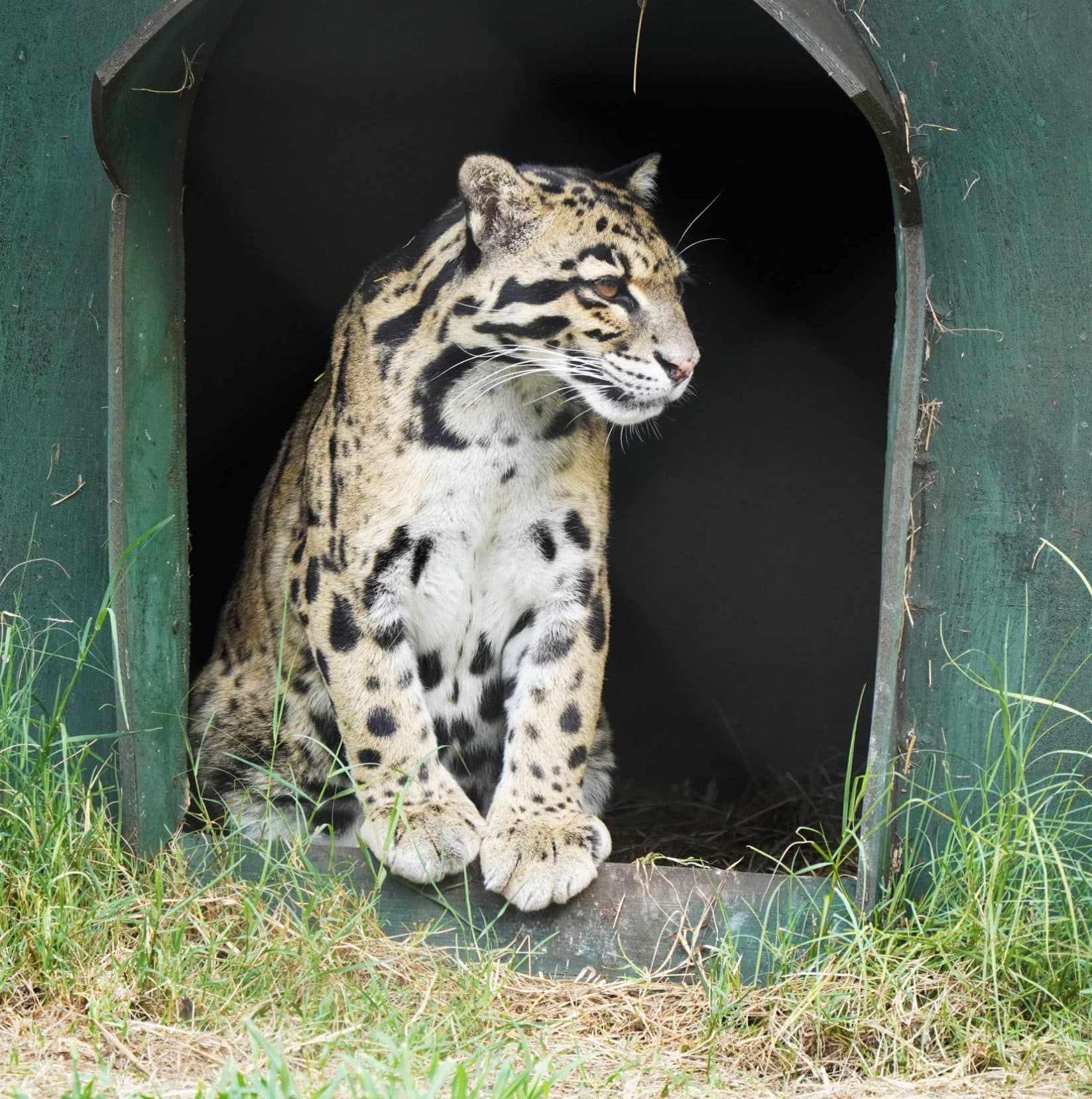 clouded leopard in door of its kennel