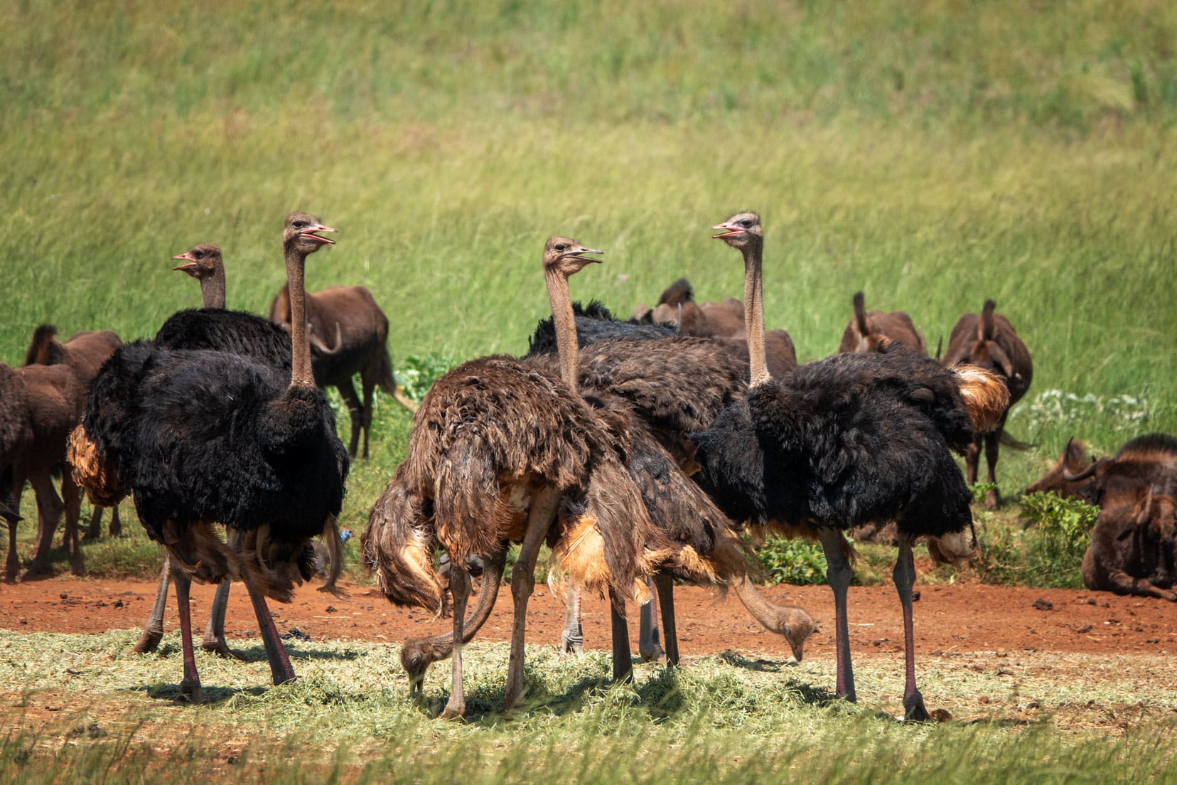 A group of ostrich 