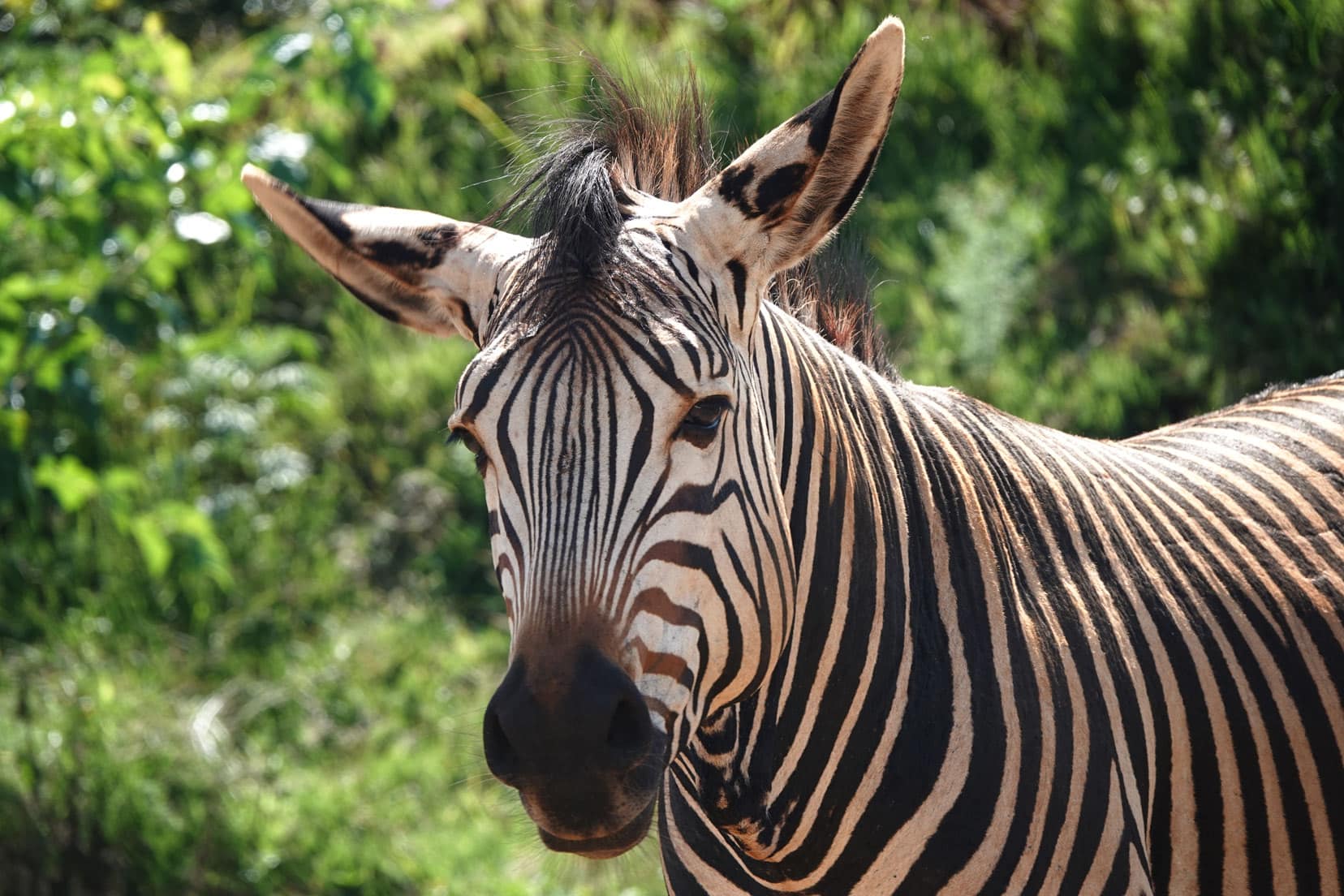 close up of zebra head