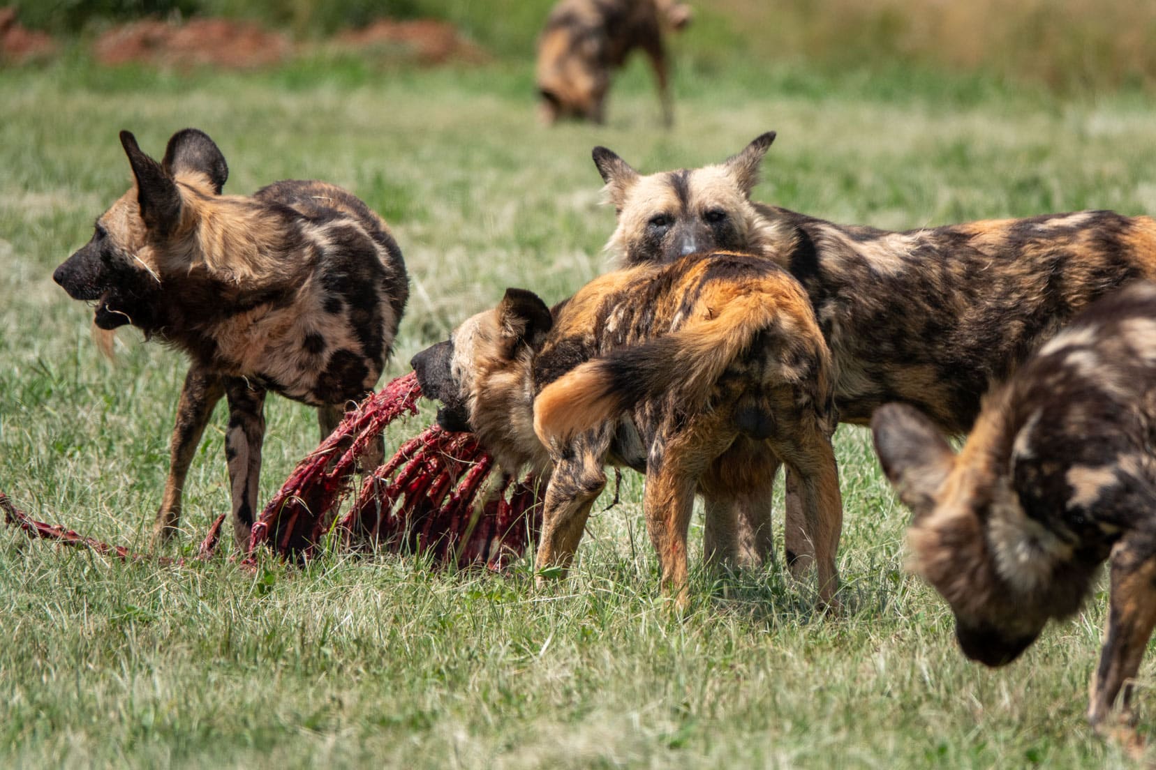 wild dogs feeding on a carcass at the rhino and lion nature reserve predator camp