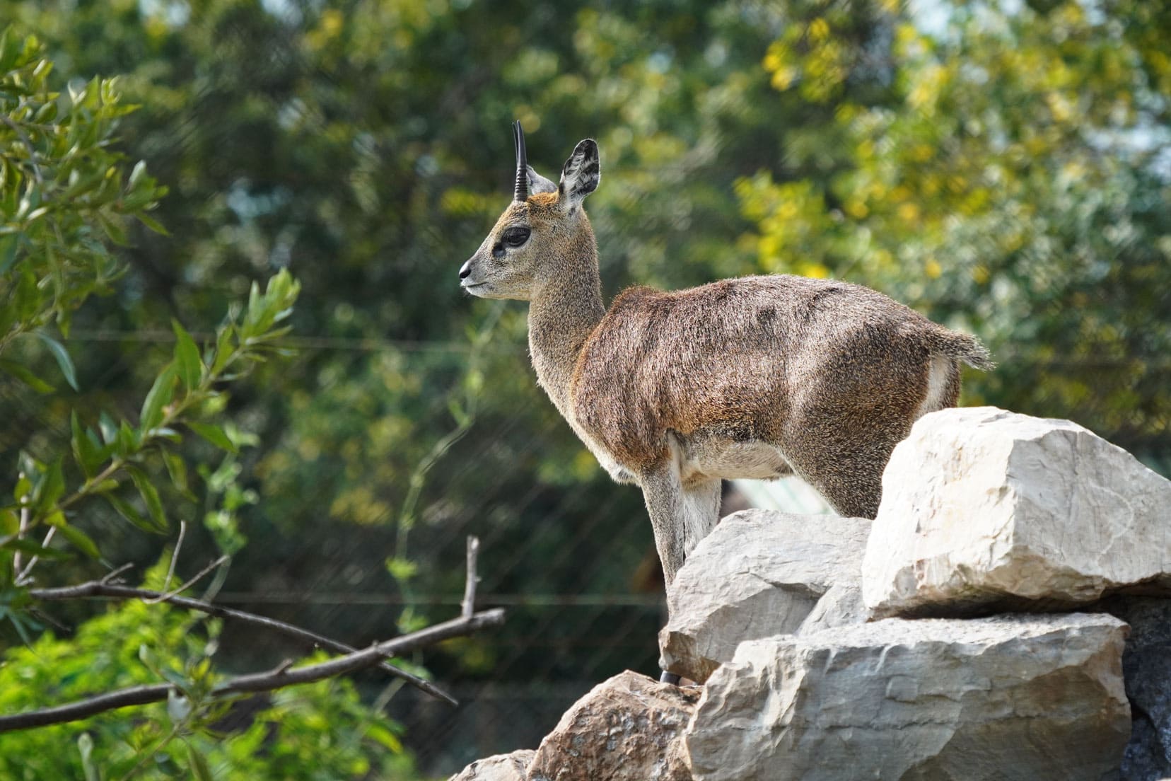 Klipspringer - small antelope stood on rocks