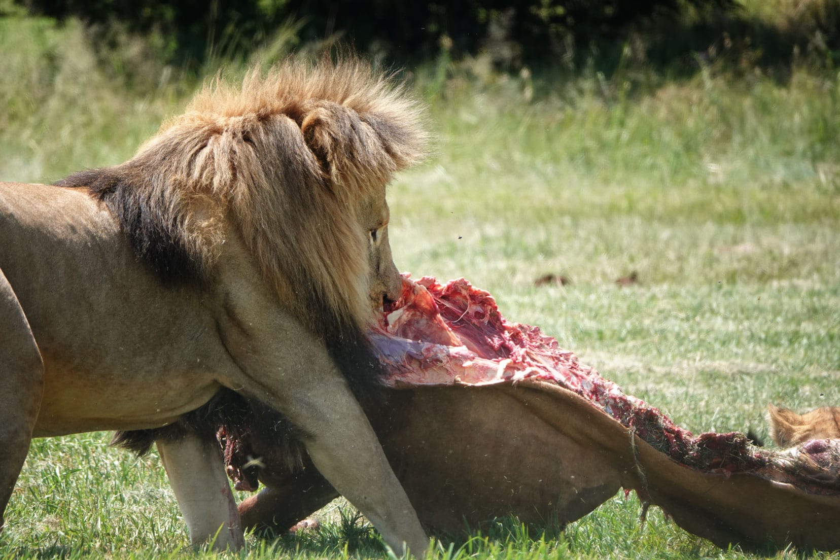 Lion tearing meat from a carcass