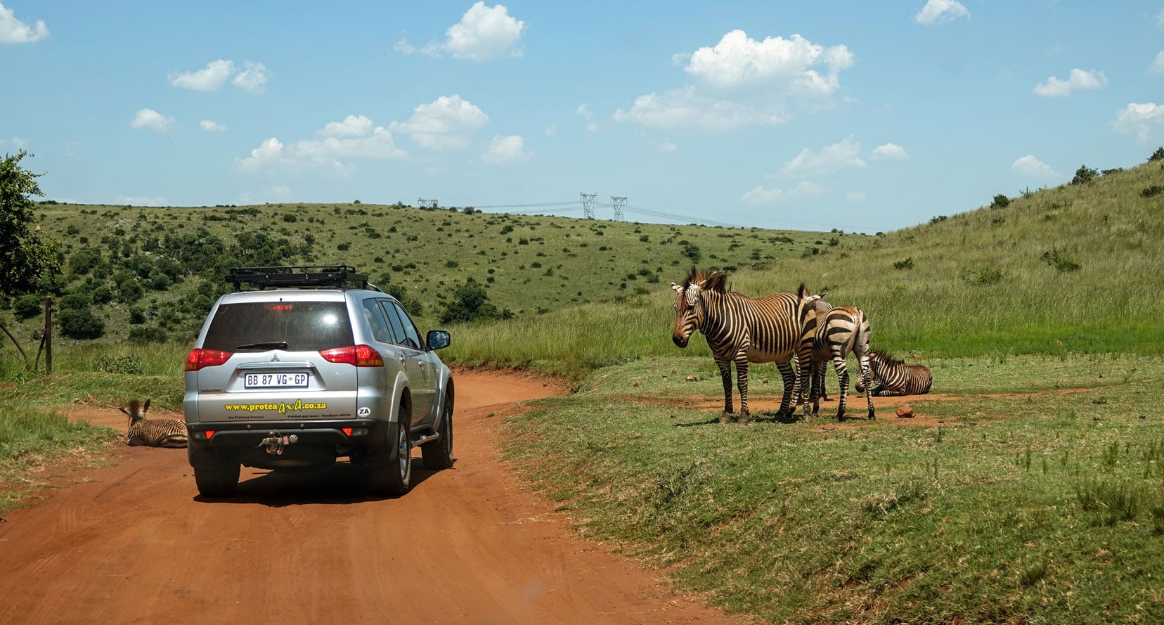 Zebra on the road by car 