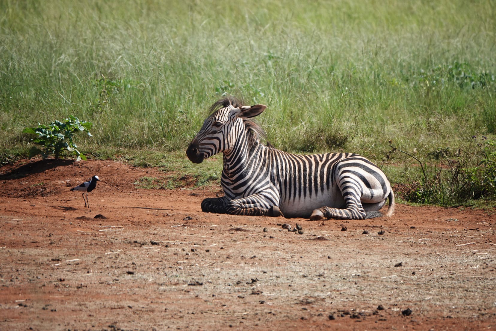 Baby zebra lying on the ground in the rhino and lion nature reserve