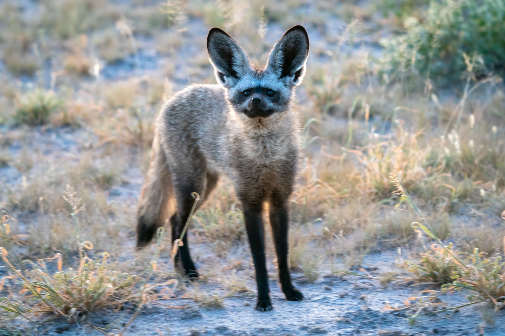 bat-eared-fox