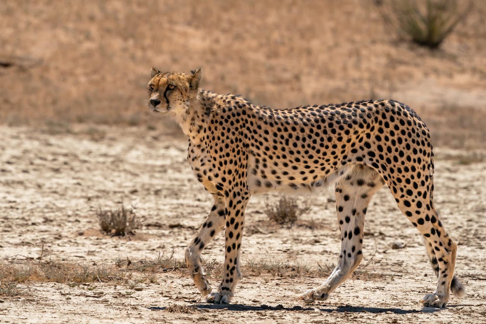 cheetah-on-plains