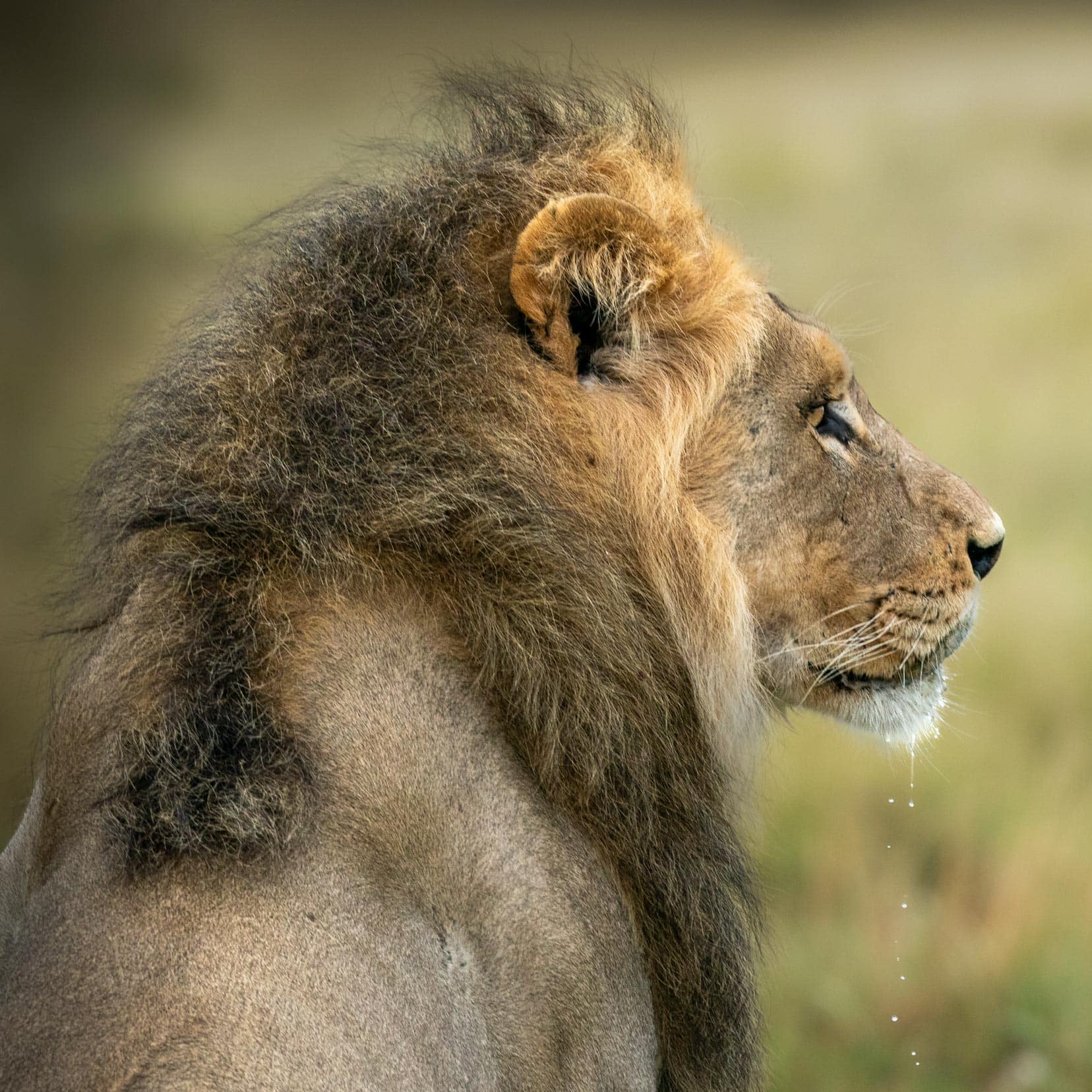 lion portrait shot