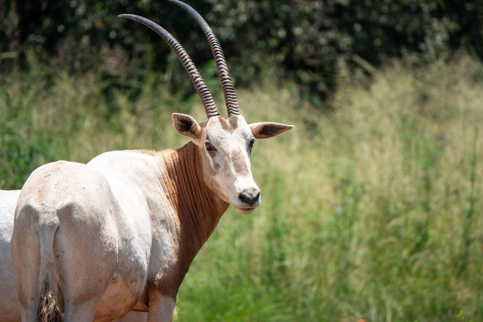 white coloured Scimitar Oryx