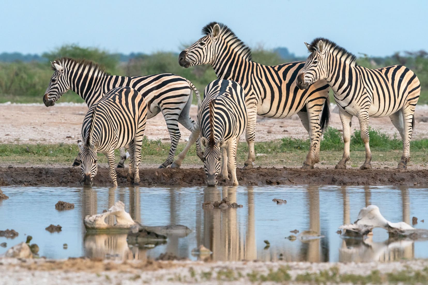 Zebras at waterhole in Nxai Pan, Botswana