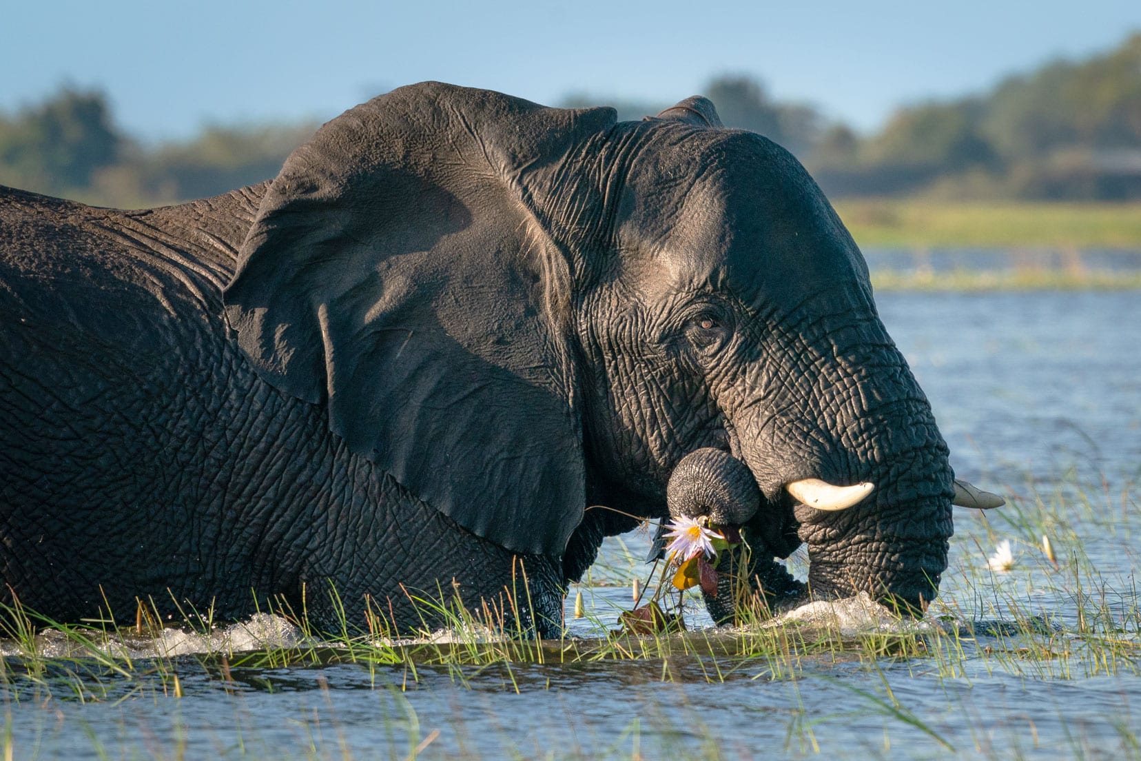 elephant in the chobe river eating a waterlilly