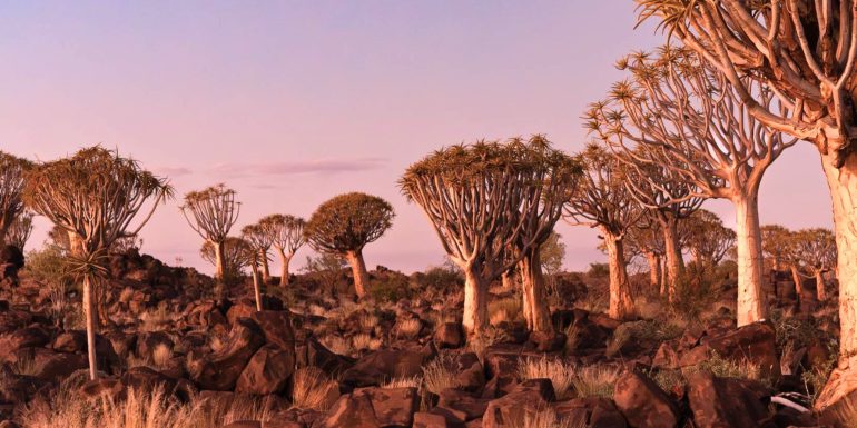 Quiver tree Forest Namibia Header Trees at sunset