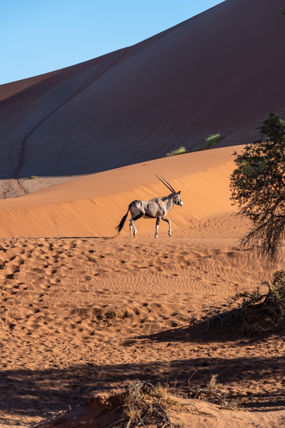Oryx walking in sand dune by Big Mama