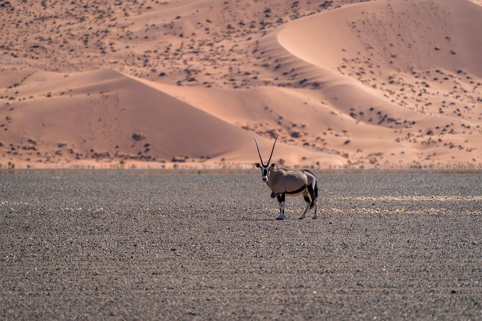 Oryx stood on gravel by huge dune at Sossusvlei