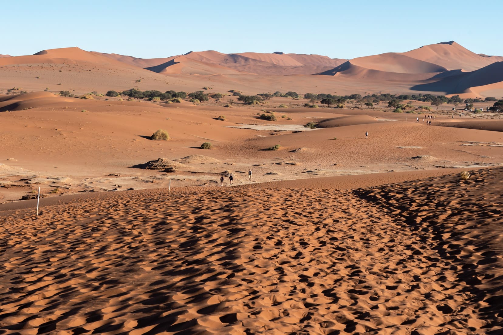 Tre trail to Deadvlei from teh car park over the sand dunes