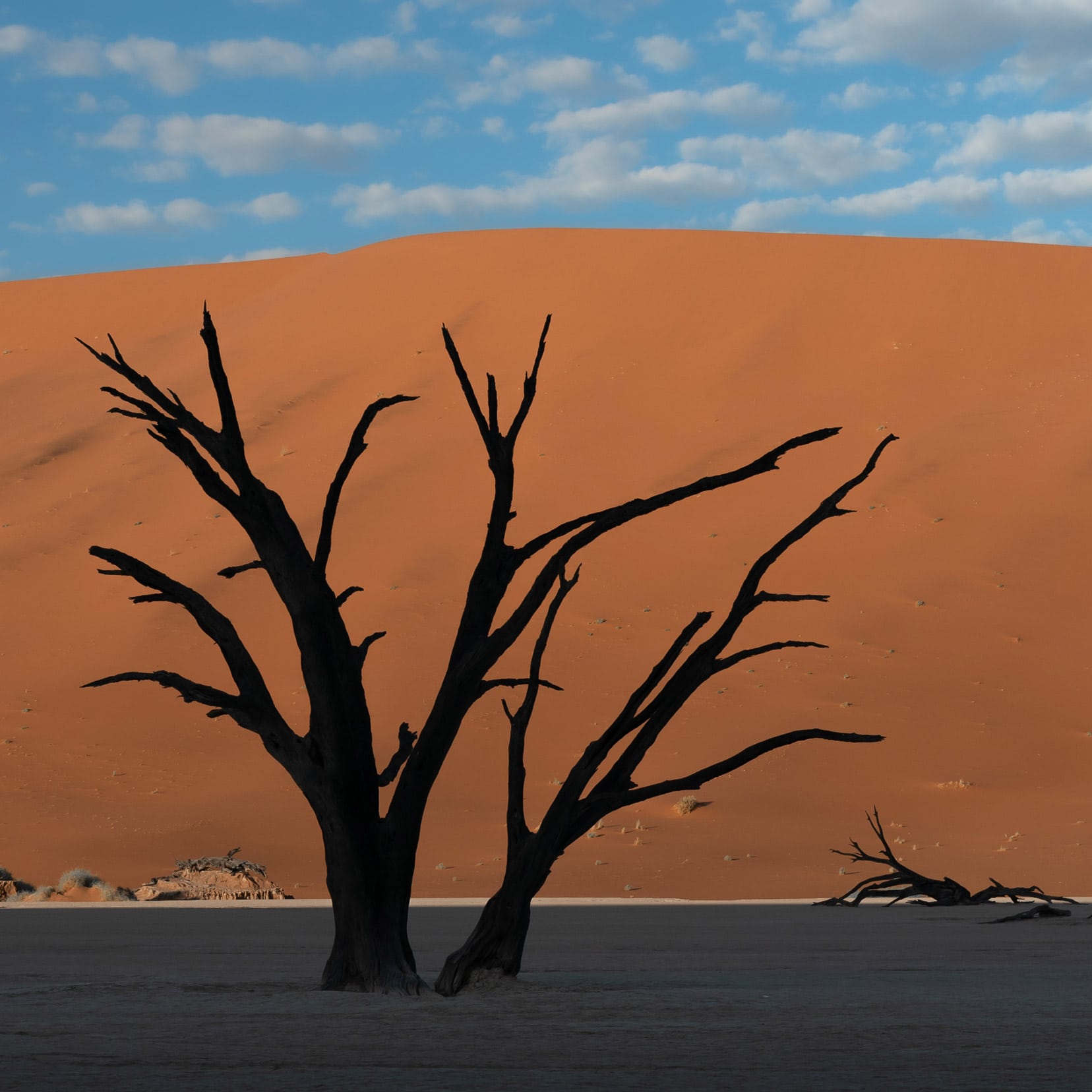 Deadvlei - one tree in shadow with red sand dune behind