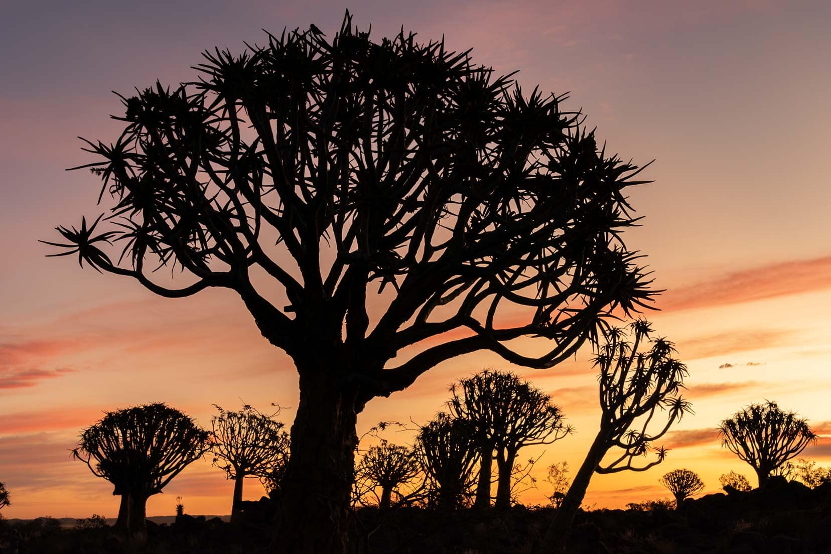 The sun setting over the Quiver Tree Forest Namibia