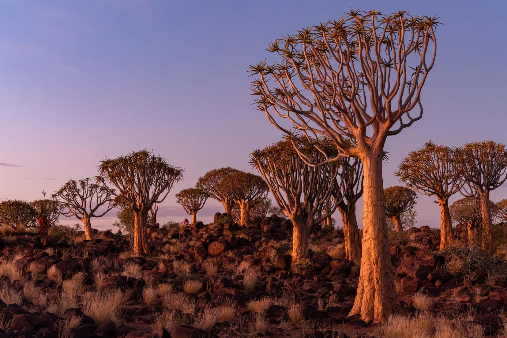 Quiver tree forest at sunset with golden reflections on the tree trunks