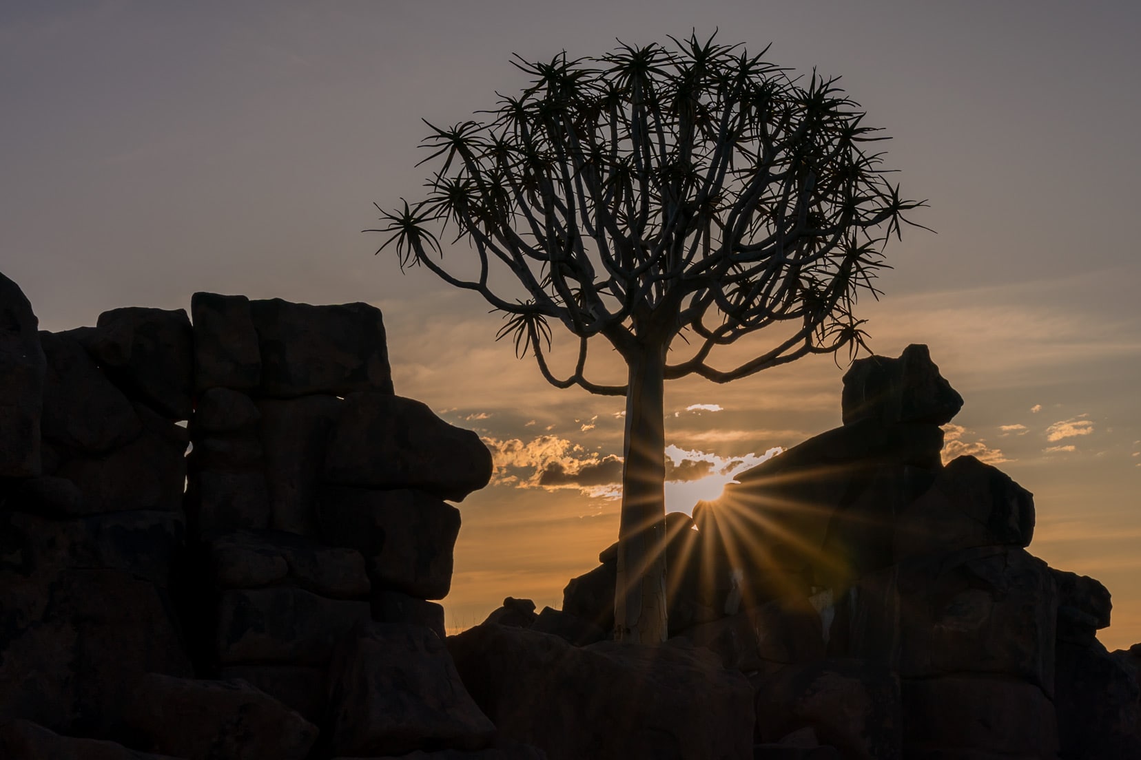 Quiver tree growing out of the rocks with a sun flare peeping over the rocks