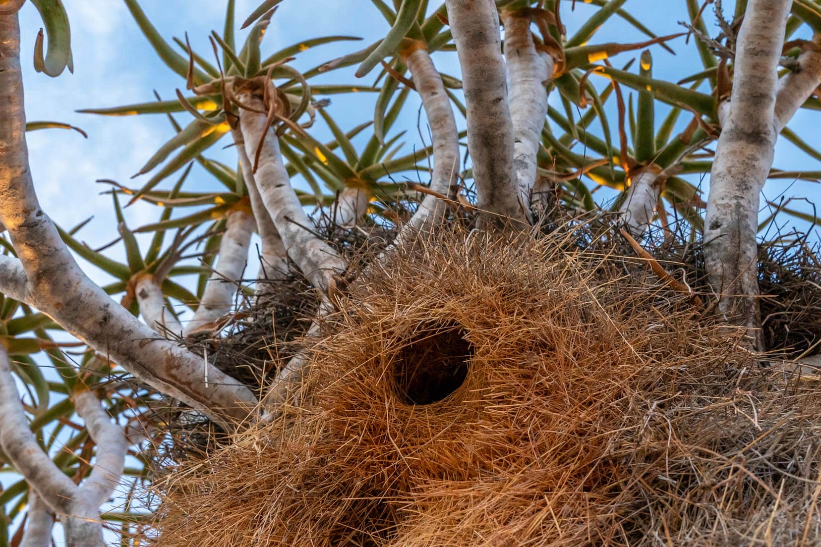 Social weavers nest in a quiver tree