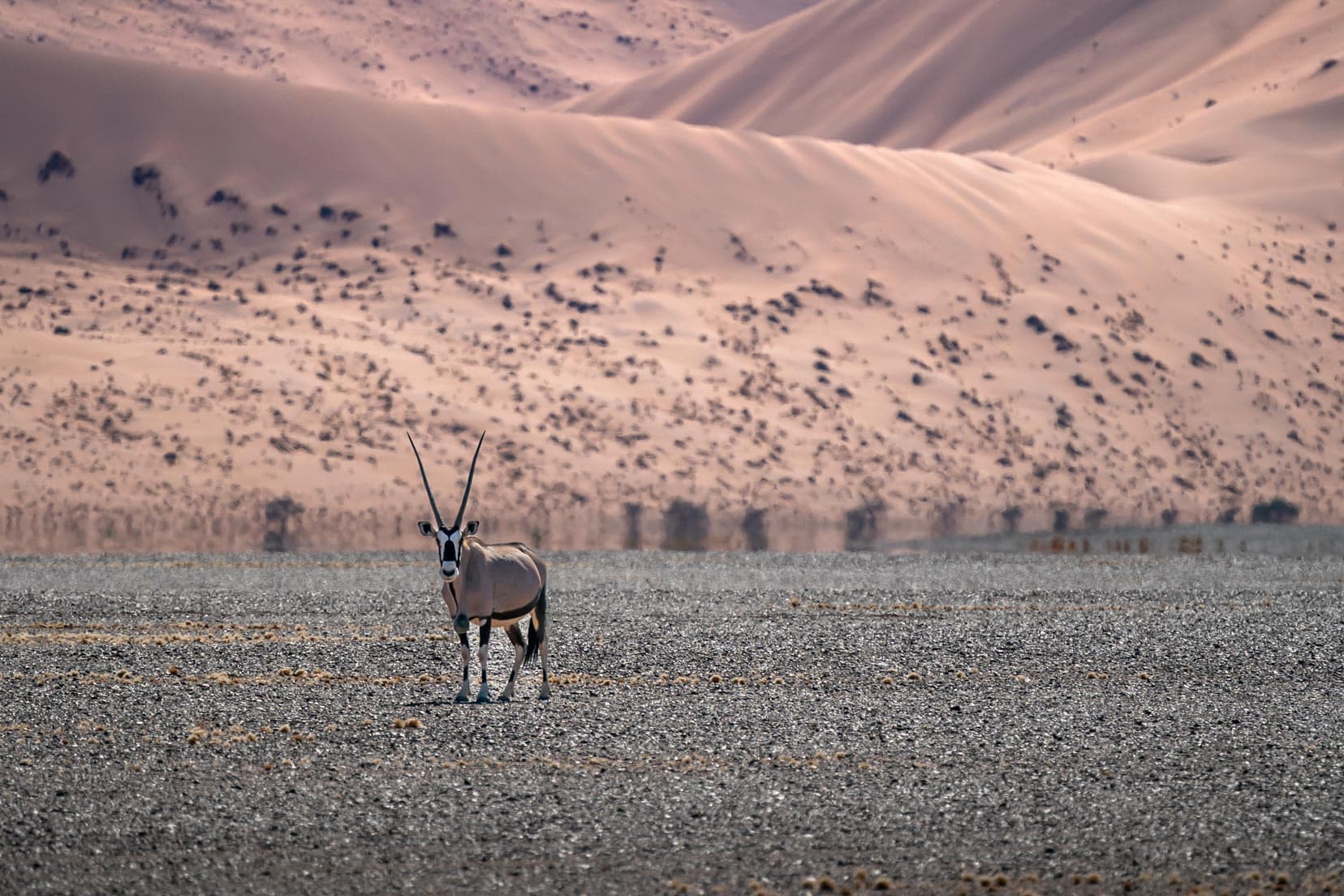 Oryx-with-sand-dunes-in-background,-Sossusvlei