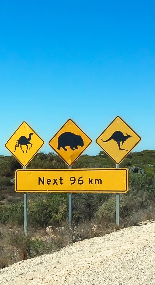 three signs with camel, wombat and kangeroo on them