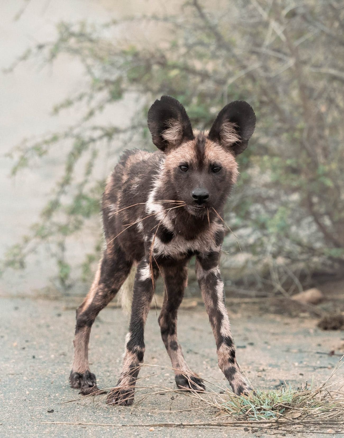 African Wild dog with grass in mouth 
