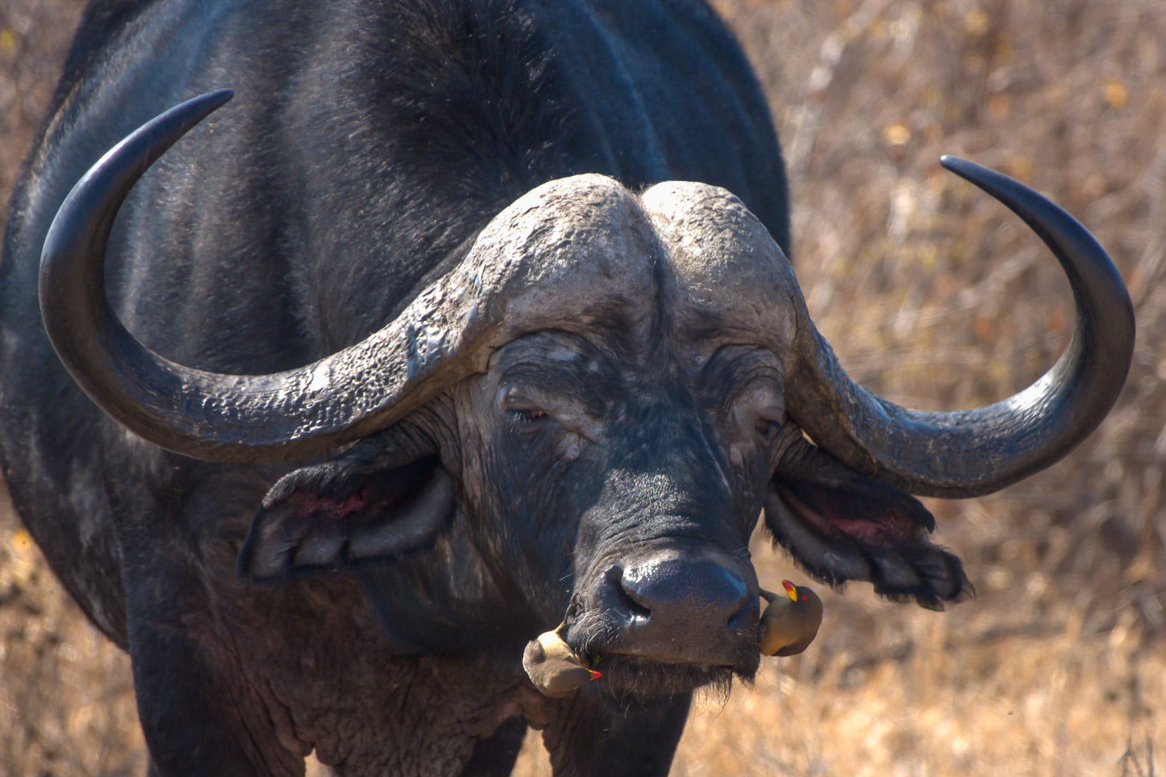 close up of face and horns of buffalo