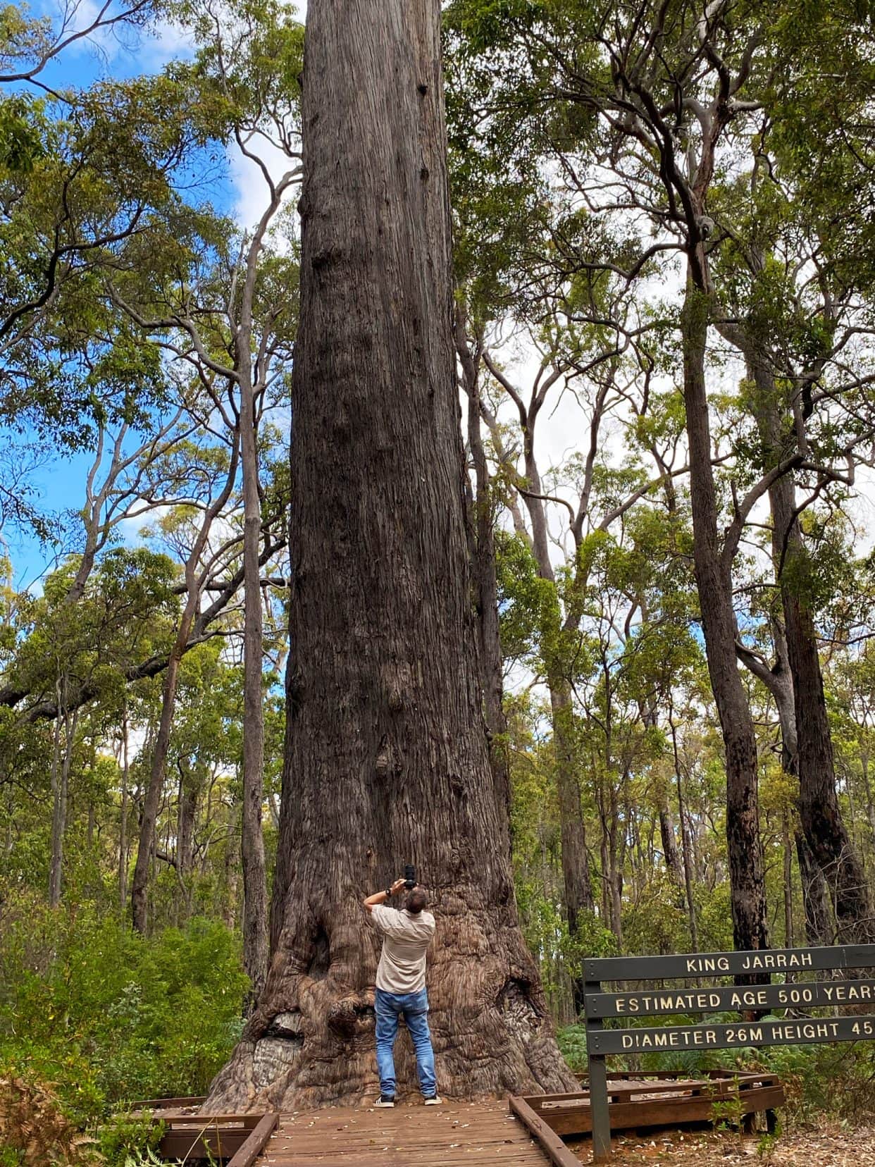 the King Jarrah Tree with Lars taking a photo beside it 