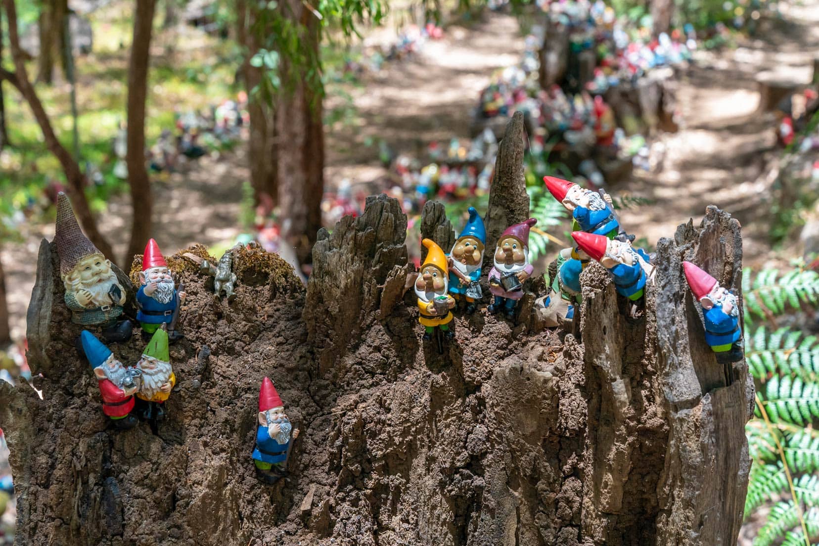 group of gnomes on a log