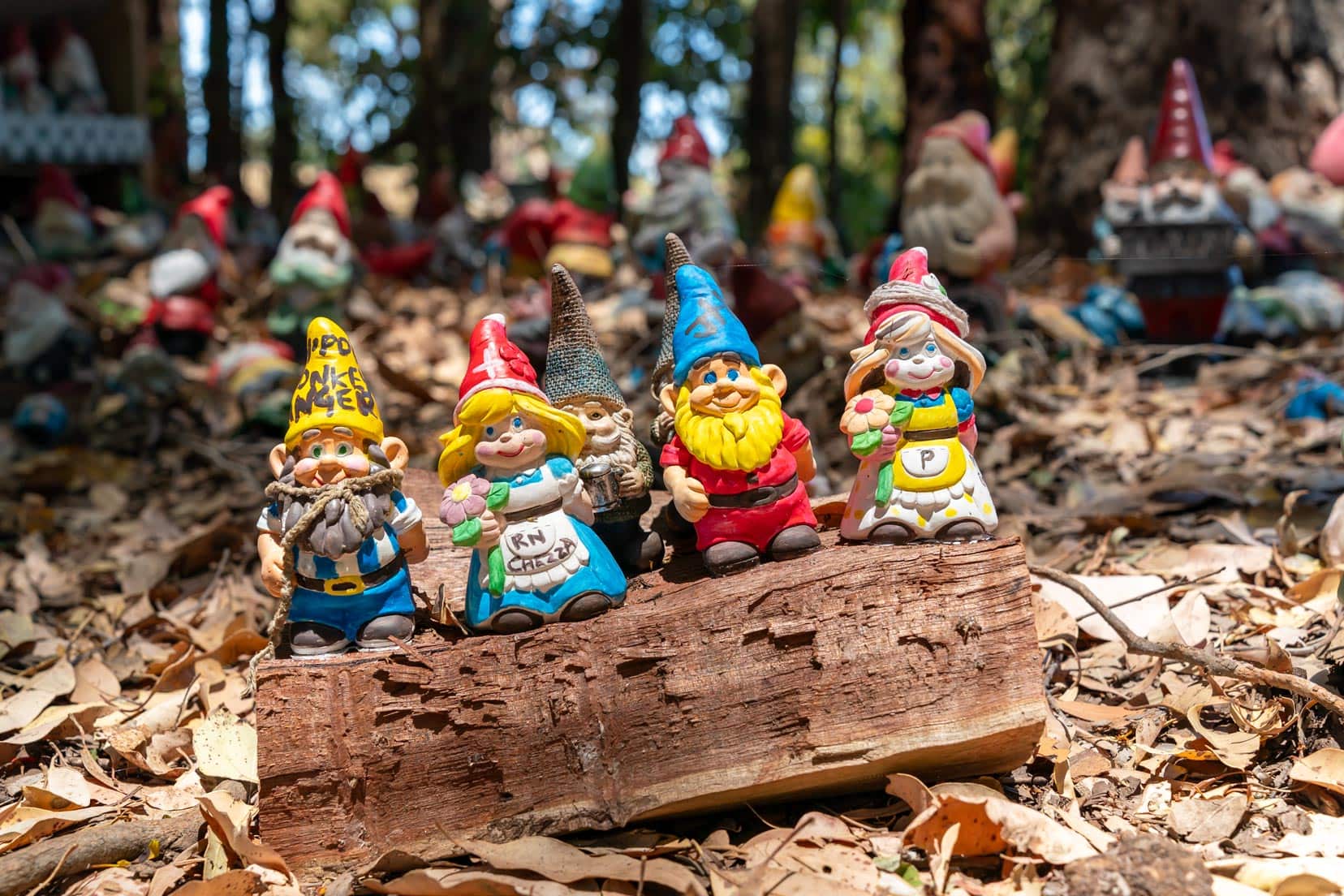 Four gnomes on a log