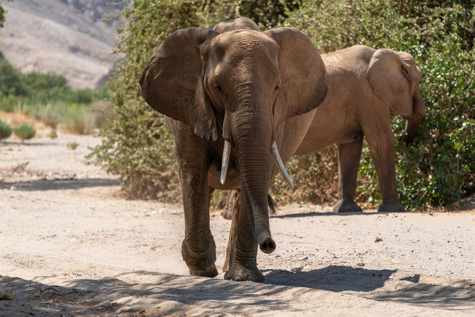 Hoanib-river-elephant walking towards me,-Namibia