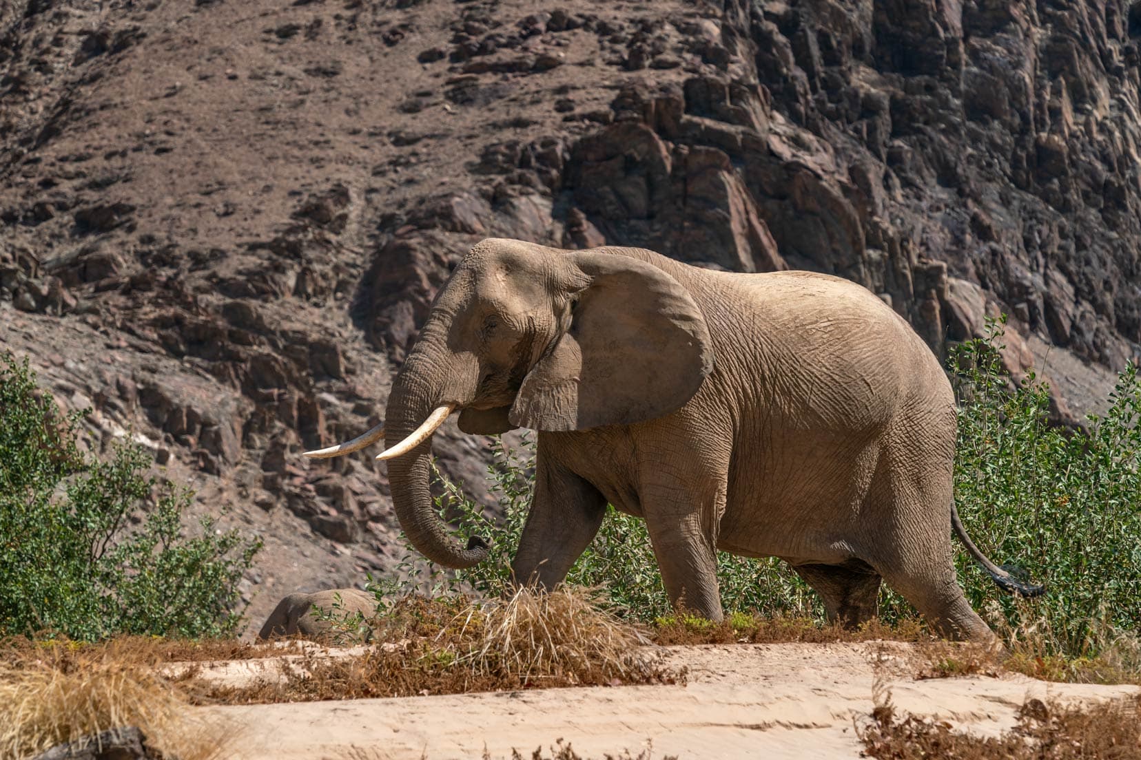 desert elephant in Namibia on the river bank