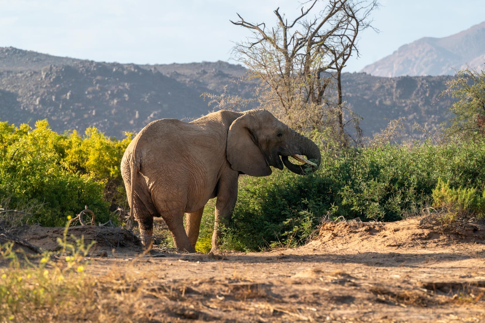 Huab-river-elephant eating bushes near the dry river,-Namibia
