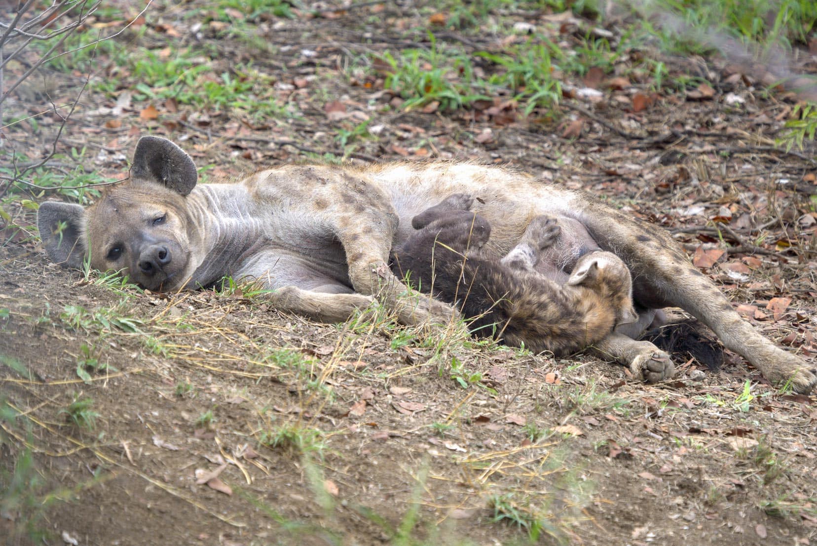 Hyena-with-pup-feeding-in-Kruger