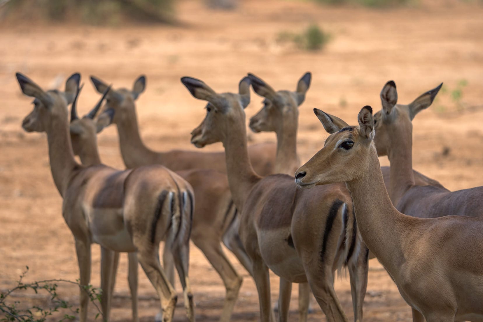 Impala-on-alert,-Kruger