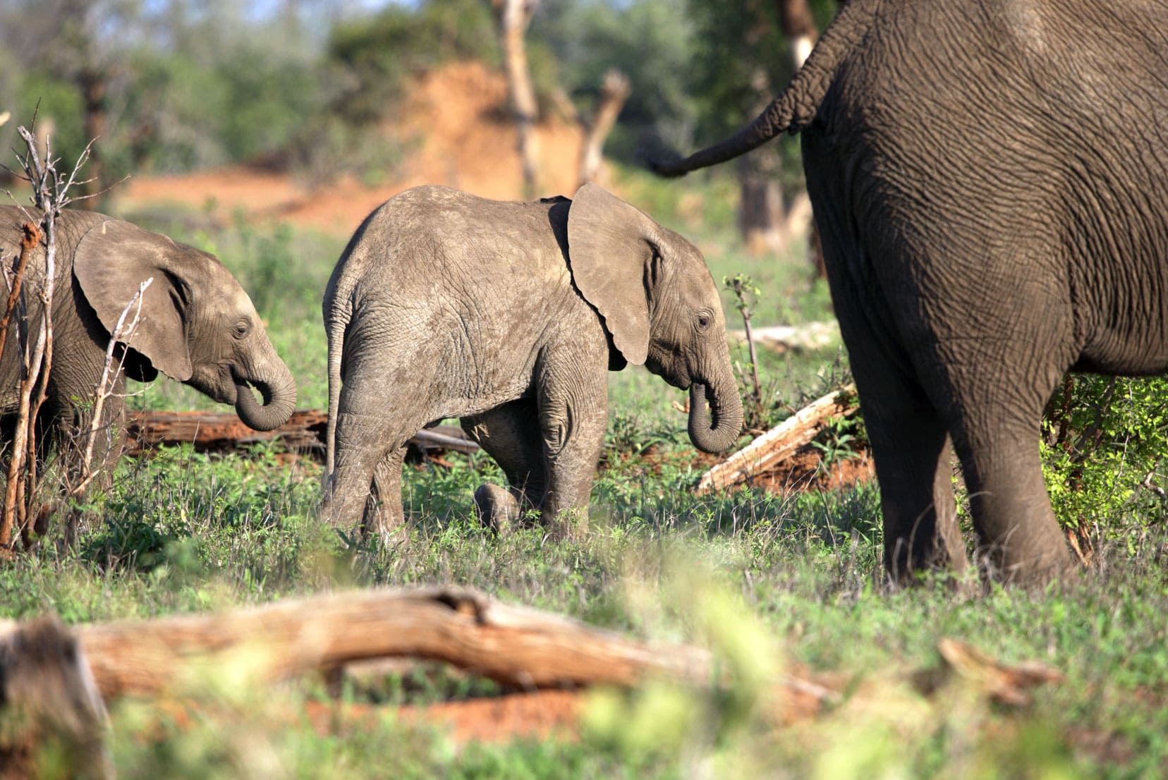 Two small elephant babies sucking their trunks 