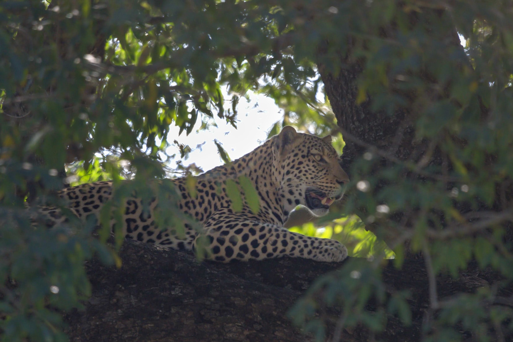 Leopard-in-a-tree-at-Kruger