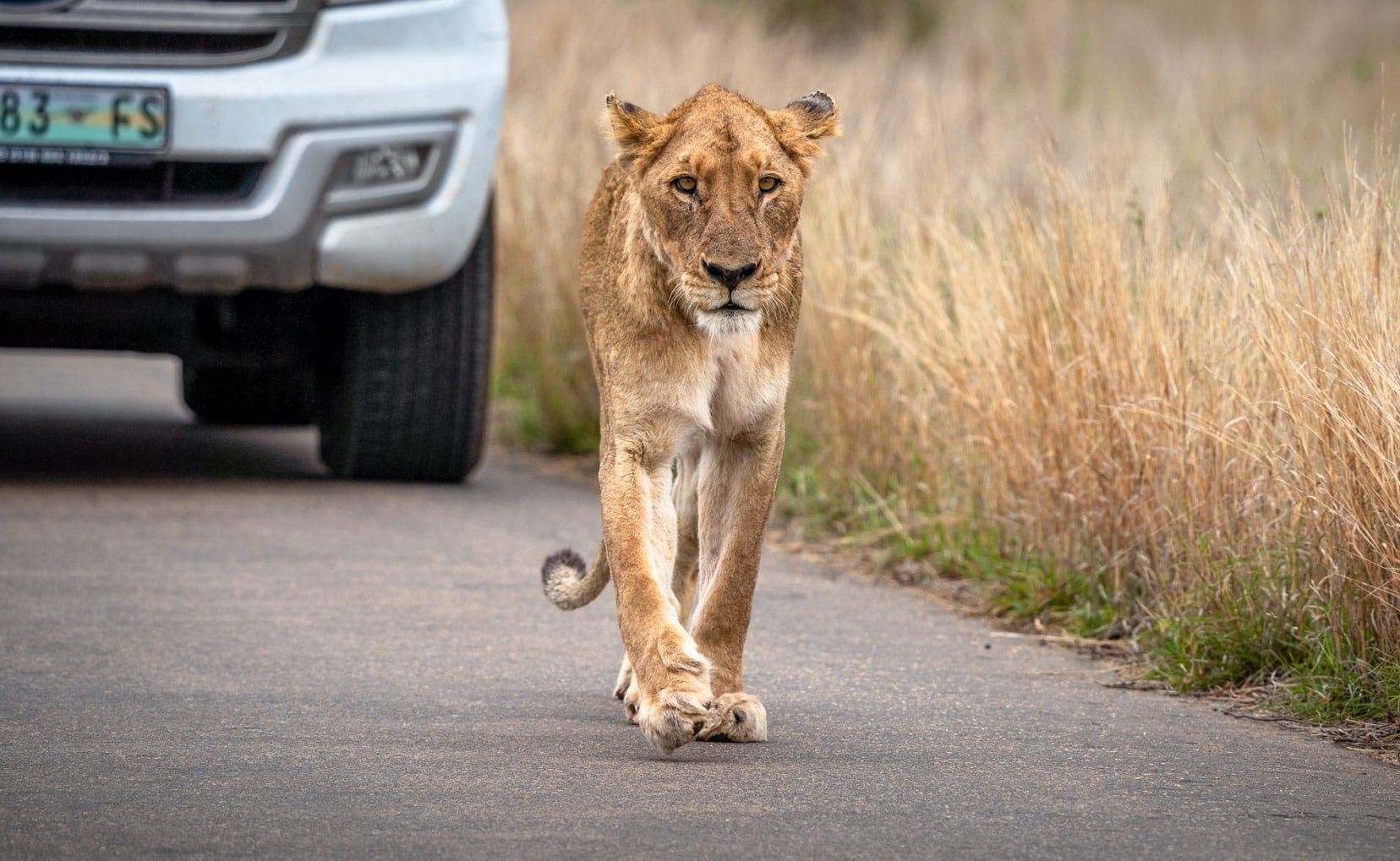 lioness on road in Kruger