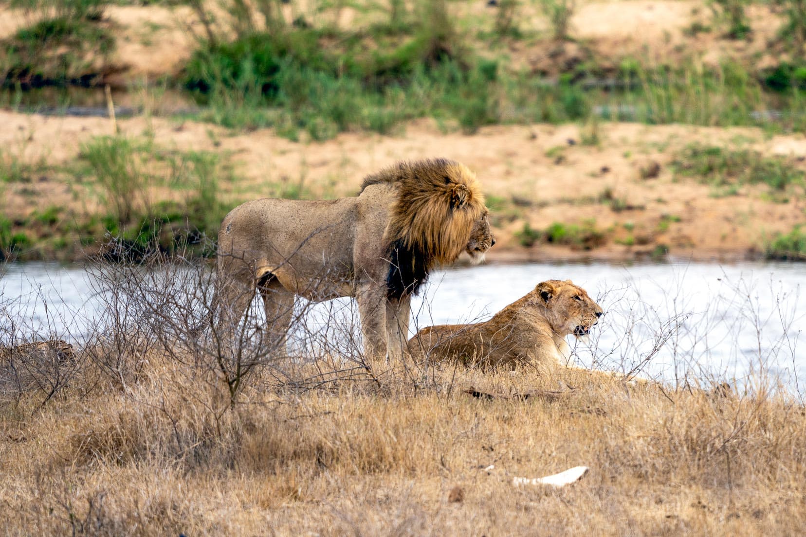 A lion and lioness by a river in Kruger. The male is stood up and the lioness laying down.