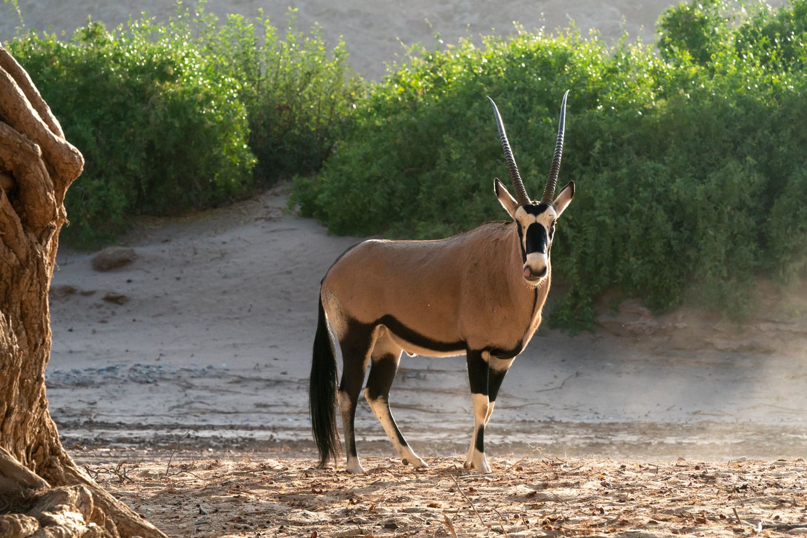 Oryx-in-Namibia