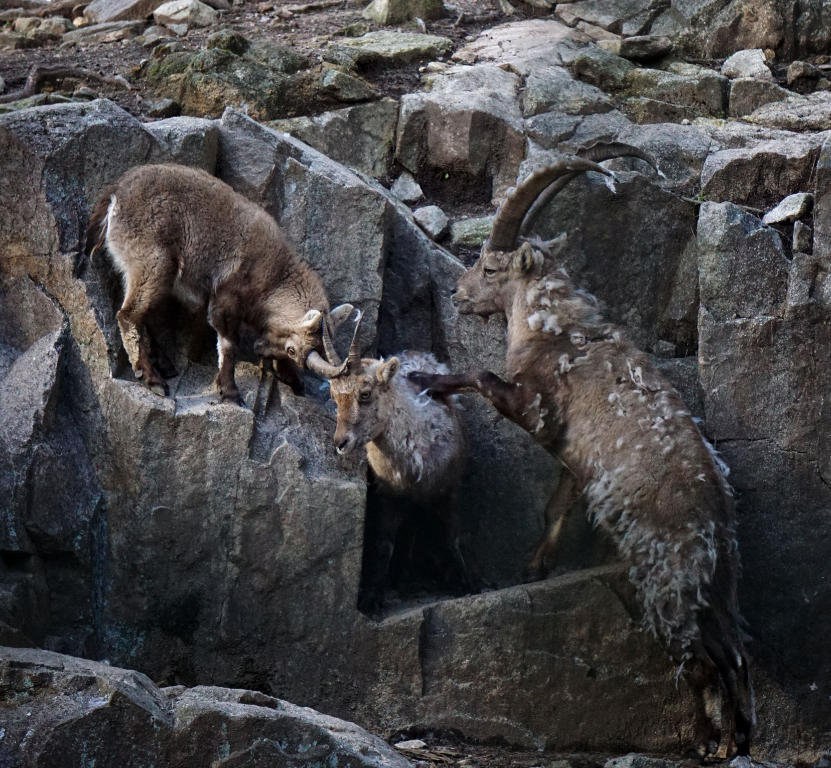 Alpine Mountain goats head butting each other at Parque de Biologico porto