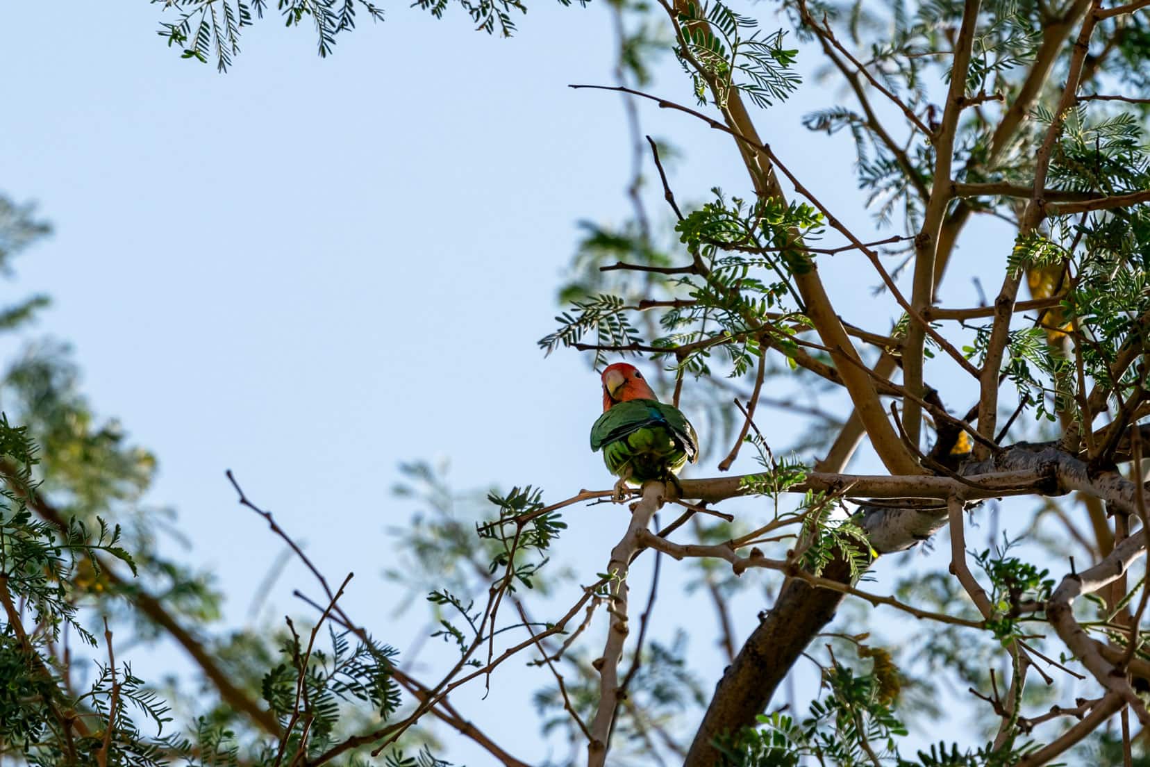 Rosy faced Lovebird in a tree - looks a little like a parrot with a red/pink head and green feathers