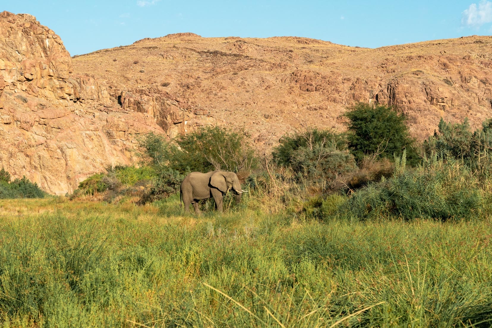 Ugab River first desert elephant sighting, Namibia