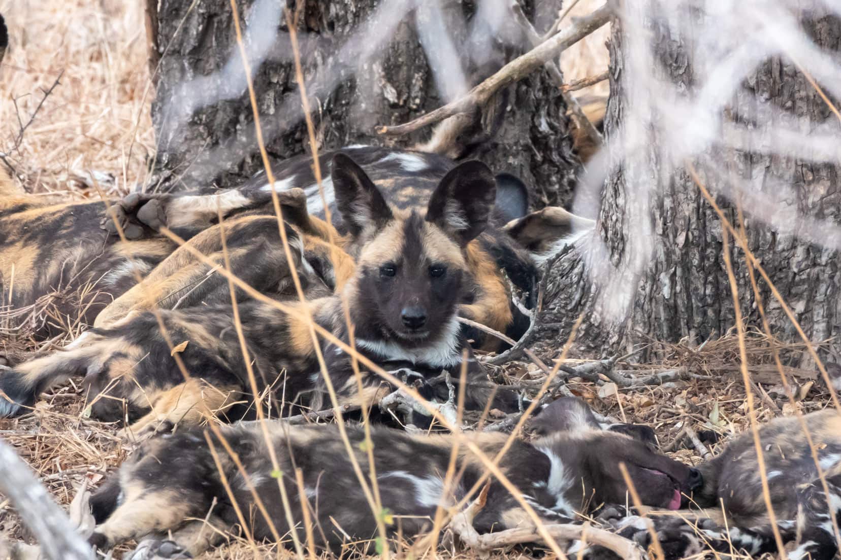 WIld-dog-pup-lying-down-in-Kruger