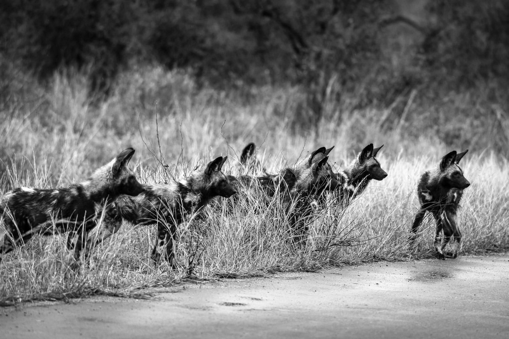 Black and white image of african wild dogs by the side of a Kruger road