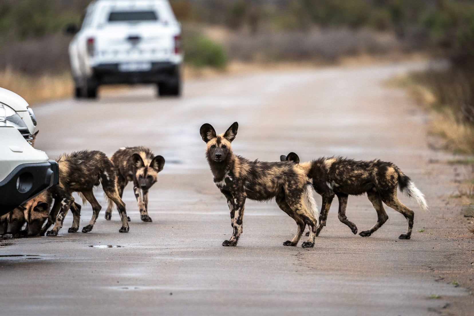 Wild-dogs-on-road-in-Kruger