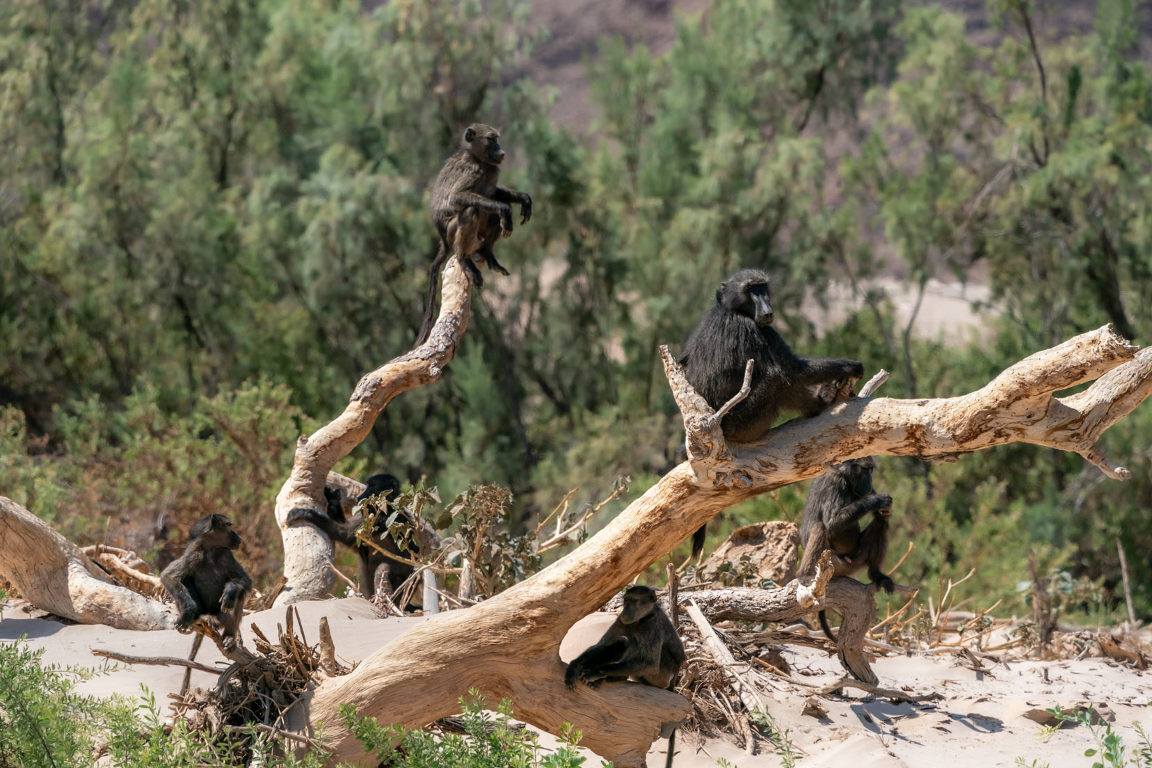 baboons-in-Namibia