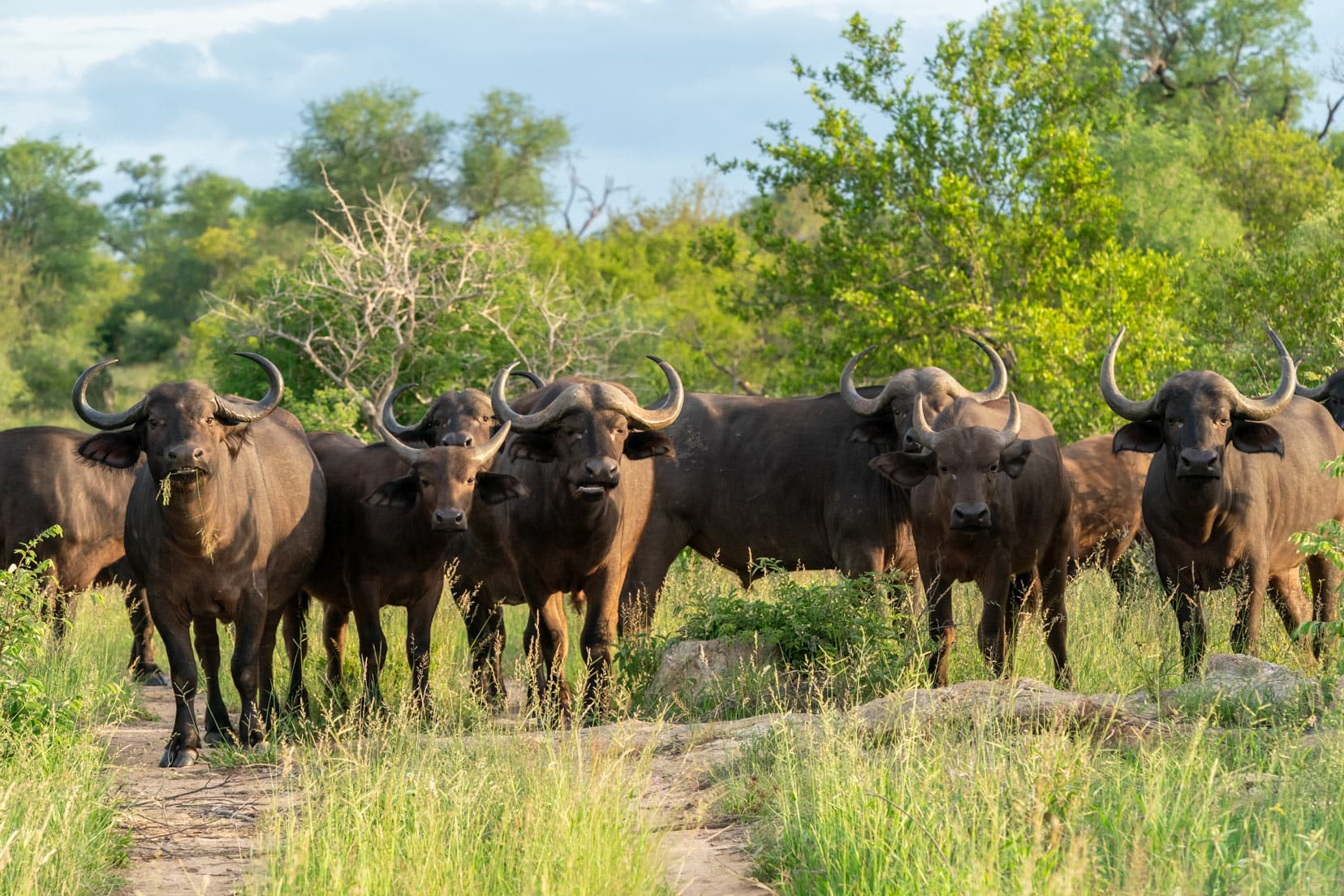 buffalo-blocking-the-road-in-Kruger