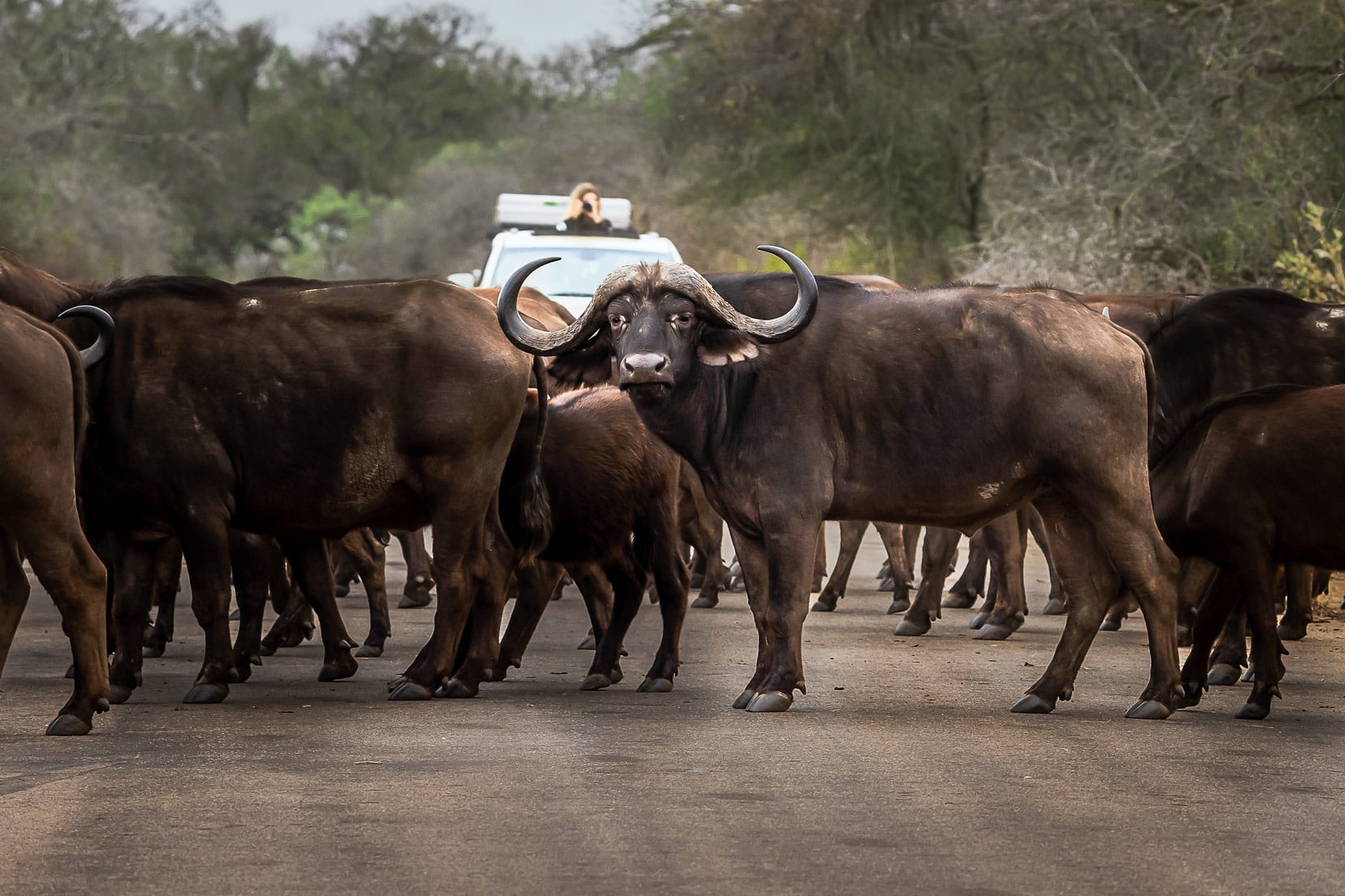 herd of buffalo stopped in the middle of the road in kruger